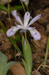 Dwarf crested iris